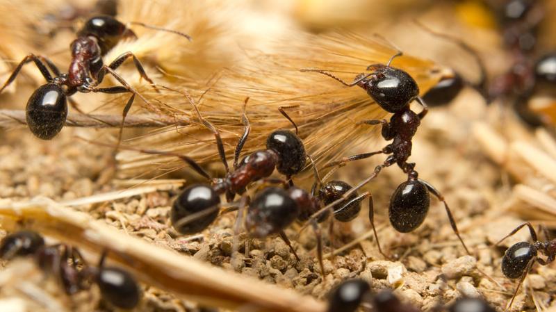 Traitement anti-fourmis - DALLAGNOL