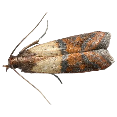 Dératisation DTN by dallagnol