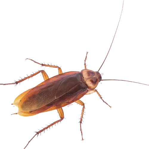 Désinsectisation DTN by dallagnol