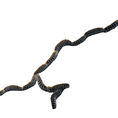 Désinsectisation DTN by dallagnol