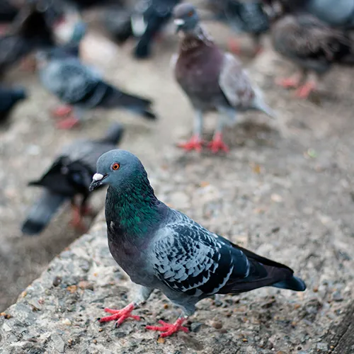 Désinsectisation DTN by dallagnol