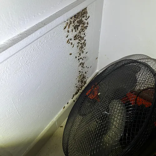 Désinsectisation DTN by dallagnol