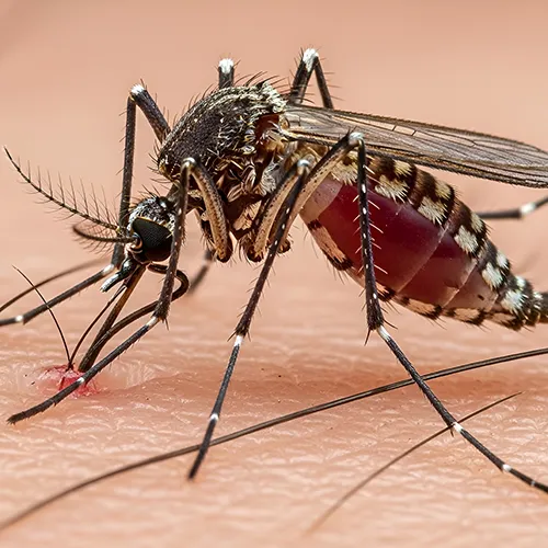 Dératisation DTN by dallagnol