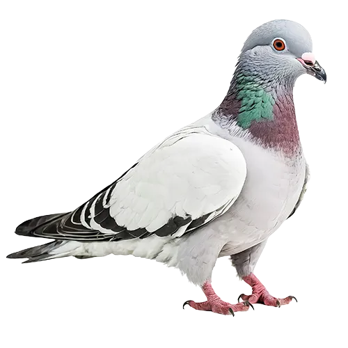 Désinsectisation DTN by dallagnol