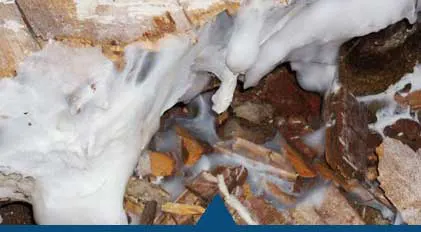 Faites traiter votre charpente bois contre les capricornes . Choisissez DALLAGNOL, une entreprise de traitement des termites située à DAX ou dans l'un des départements des LANDES. Spécialiste traitement charpente à Saint-Paul-lès-Dax
