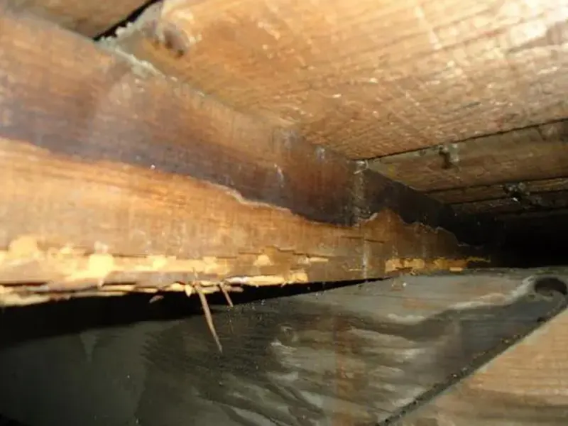 traitement curatif préventf termites